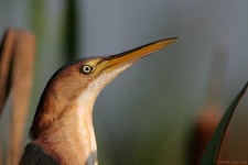image of bittern
