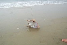 image of stingray
