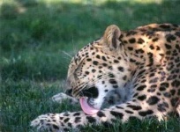 image of jaguar_car