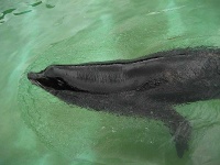 image of sea_lion