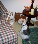 image of wire_haired_fox_terrier