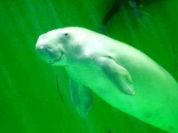 image of dugong