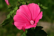 image of flower
