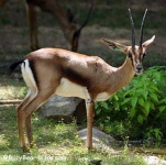 image of gazelle