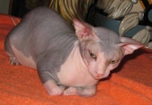 image of animal
