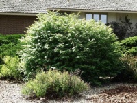 image of bush