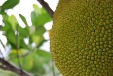 image of jackfruit