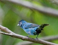image of indigo_bunting