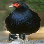 image of bird