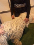 image of komondor