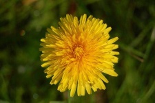 image of flower