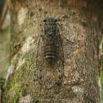 image of cicada