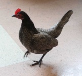 image of animal
