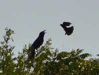 image of animal