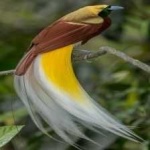 image of bird