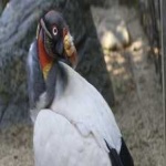 image of bird