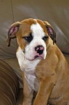 image of animal