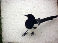 image of animal