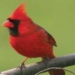 image of bird