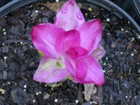 image of flower