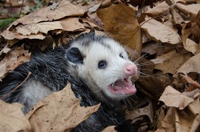 image of possum #5