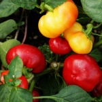 image of capsicum #21