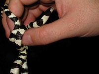 image of king_snake
