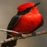 image of bird