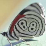 image of animal