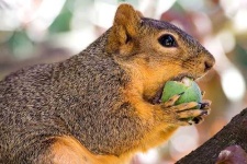 image of fox_squirrel