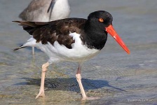image of oystercatcher