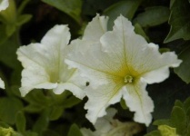 image of petunia #22