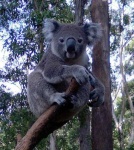 image of koala