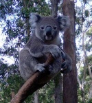 image of koala #7