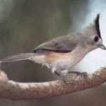 image of bird