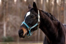 image of animal