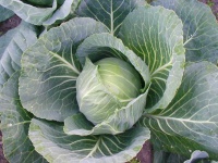 image of cabbage #16