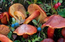 image of mushrooms