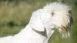 image of sealyham_terrier