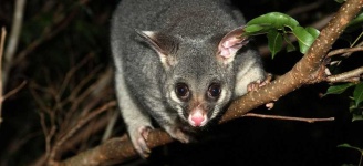 image of possum #54