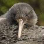 image of bird_kiwi #18