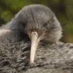 image of bird