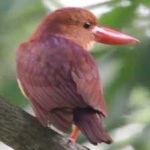 image of bird