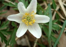 image of flower