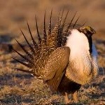 image of bird