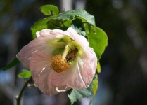 image of flower
