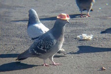 image of pigeon #0