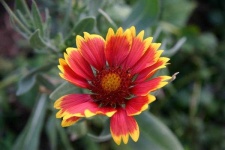 image of flower