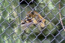 image of jaguar_car