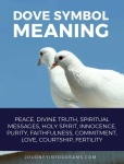 image of dove